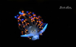 Glow in the dark by Vania Kam 